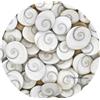 Senza marchio 11 PC GOMTI GOMATI CHAKRA Shivas Eye Shell per Lakshmi Pooja, Ricchezza,...
