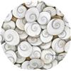 11 PC GOMTI GOMATI CHAKRA Shivas Eye Shell per Lakshmi Pooja, ricchezza,...
