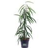 eGarden.store Pianta vera di Ficus Maclellandii o Binnendijkii Alii ornamentale da interno