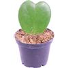 eGarden.store Pianta vera di Hoya Kerrii o Cuore Fortunato ornamentale da arredo interno