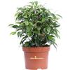 eGarden.store Pianta di Ficus Benjamina Green Kinky vera foglia verde ornamentale da interno