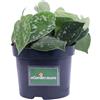 eGarden.store Pianta di Pothos Pianta di Scindapsus pianta da interno pianta ornamentale vera