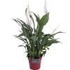 eGarden.store Pianta di Spatifillo Spathiphyllum pianta vera ornamentale da fiore da interno