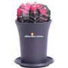 eGarden.store Pianta di Gymnocalycium Mihanovichii Variegato pianta da interno pianta grassa