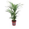 eGarden.store Pianta di Areca Dypsis Lutescens palma vera sempreverde ornamentale da interno