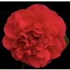 N/A Camellia japonica cv MARIA ANTONIETTA 10-25cm | Japanese camellia - - Camelia g