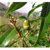 N/A Quercus myrsinifolia 30-50cm | Bamboo-leaf Oak | Chinese Evergreen Oak - - Quer