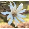 N/A Magnolia stellata 50-70cm | Star magnolia | Starry magnolia - - Magnolia stella