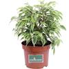 eGarden.store Pianta vera di Ficus Benjamina Kinky variegata ornamentale da arredo interno