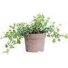 eGarden.store Pianta vera di Ficus Pumila White Sunny ornamentale tappezzante da esterno