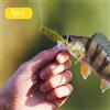 8 esche da pesca morbide e pratiche Wiggle Worm per regalo di trota Crappie