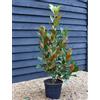 Vivaio di Castelletto Magnolia grandiflora pianta sempreverde in vaso ø40 cm h. 120/150 cm