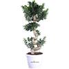 eGarden.store Bonsai Ficus Ginseng Pianta di Ficus Ginseng pianta vera da interno e matrimonio