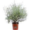 eGarden.store Pianta di Westringia Fruticosa Falso Rosmarino vera ornamentale vari colori