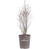 eGarden.store Pianta vera di Ligustro Cinese Ligustrum Sinense ornamentale da esterno in vaso