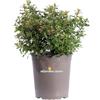eGarden.store Pianta vera di Escallonia Red Dream cespuglio ornamentale fiore rosso da esterno