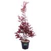 eGarden.store Pianta di Acero Palmato Acer Palmatum vera ornamentale foglie colorte da esterno