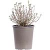 eGarden.store Pianta vera di Teucrium Chamaedrys arbusto ornamentale rosa-viola da esterno