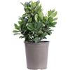 eGarden.store Pianta vera di Lauroceraso Prunus Laurocerasus Titan ornamentale da esterno