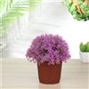 120 Pcs Giardinaggio Vaso Da Giardino Rotondo Per Il Casa Vasi Plastica