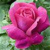 AMDGarden Pianta di Rosa CAPRICE DE MEILLAND® Meilland Alberello h 120cm in vaso AMDGarden