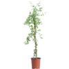 eGarden.store Pianta vera di Gelsomino Primulino Jasminum Primulinum rampicante da esterno