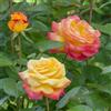 Meilland Richardier Rosa Oriental Peace ® Meilland Giallo/Rosa cespuglio in vaso 18 cm AMDGarden