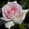AMDGarden Pianta di Rosa PRINCE JARDINIER ® Meilland Alberello h 120cm vaso 24cm AMDGarden