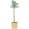 KENTIS Eucalyptus Gunnii Alberello Eucalipto Piante Vere da Esterno Resistenti