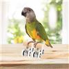 Mini Parrot Trick Roller Pattini da ghiaccio Attività Parco giochi per