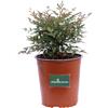 eGarden.store Pianta vera di Nandina Domestica Obsessed Seika cespuglio ornamentale da esterno