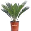 eGarden.store Pianta di Cycas Revoluta pianta vera ornamentale palma vera da esterno giardino
