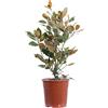 eGarden.store Pianta di magnolia pianta da esterno pianta ornamentale pianta vera di Magnolia