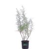 eGarden.store Pianta vera di Tamerice Comune Tamarix Gallica v.24 cm ornamentale da esterno
