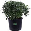 eGarden.store Pianta Pittosporo Tobira Nano pianta vera ornamentla da siepe bassa da giardino