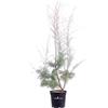 eGarden.store Pianta vera di Tamerice Tamarix Ramosissima rosa v.24 cm ornamentale da esterno