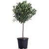 eGarden.store Pianta vera di Alloro Laurus Nobilis Alberello ornamentale da esterno in vaso
