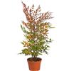 Nandina domestica "Bambù Sacro" pianta a cespuglio in vaso ø18 cm