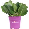 eGarden.store Pianta vera di Bergenia Cordifolia Shoeshine ornamentale fiore rosa da esterno