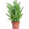 eGarden.store Pianta vera di Felce Asplenium Nidus Campio ornamentale da arredo interno