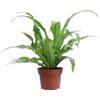 eGarden.store Pianta vera di Felce Asplenium Antiquum tropicale ornamentale da arredo interno