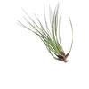 eGarden.store Pianta di Tillandsia pianta da interno pianta tropicale pianta ornamentale vera