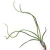 eGarden.store Pianta di Tillandsia pianta da interno pianta tropicale pianta ornamentale vera