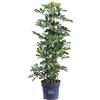 eGarden.store pianta di Schefflera Arboricola vera ornamentale verde e variegata da interno