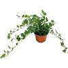 AMDGarden Pianta di Ederina ricadente verde edera pianta interno in vaso 14 cm AMDGarden
