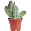 eGarden.store Pianta vera di Kalanchoe Thyrsiflora Red Lips succulenta ornamentale da interno