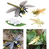 4Pcs Nature Dragonfly Growth Toy Animal Growth Cycle Sussidi Didattici