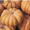 hortus 20 SEMI DI ZUCCA MOSQUEE PROVENCE-zucca moscata di provenza -