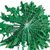 hortus 1000 SEMI DI CICORIA SELVATICA DA CAMPO - SEMENTI- INSALATE