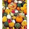 hortus 20 SEMI DI ZUCCA ORNAMENTALE IN MISCUGLIO- MINI ZUCCHE -ZUCCHETTE MIX COLORATE